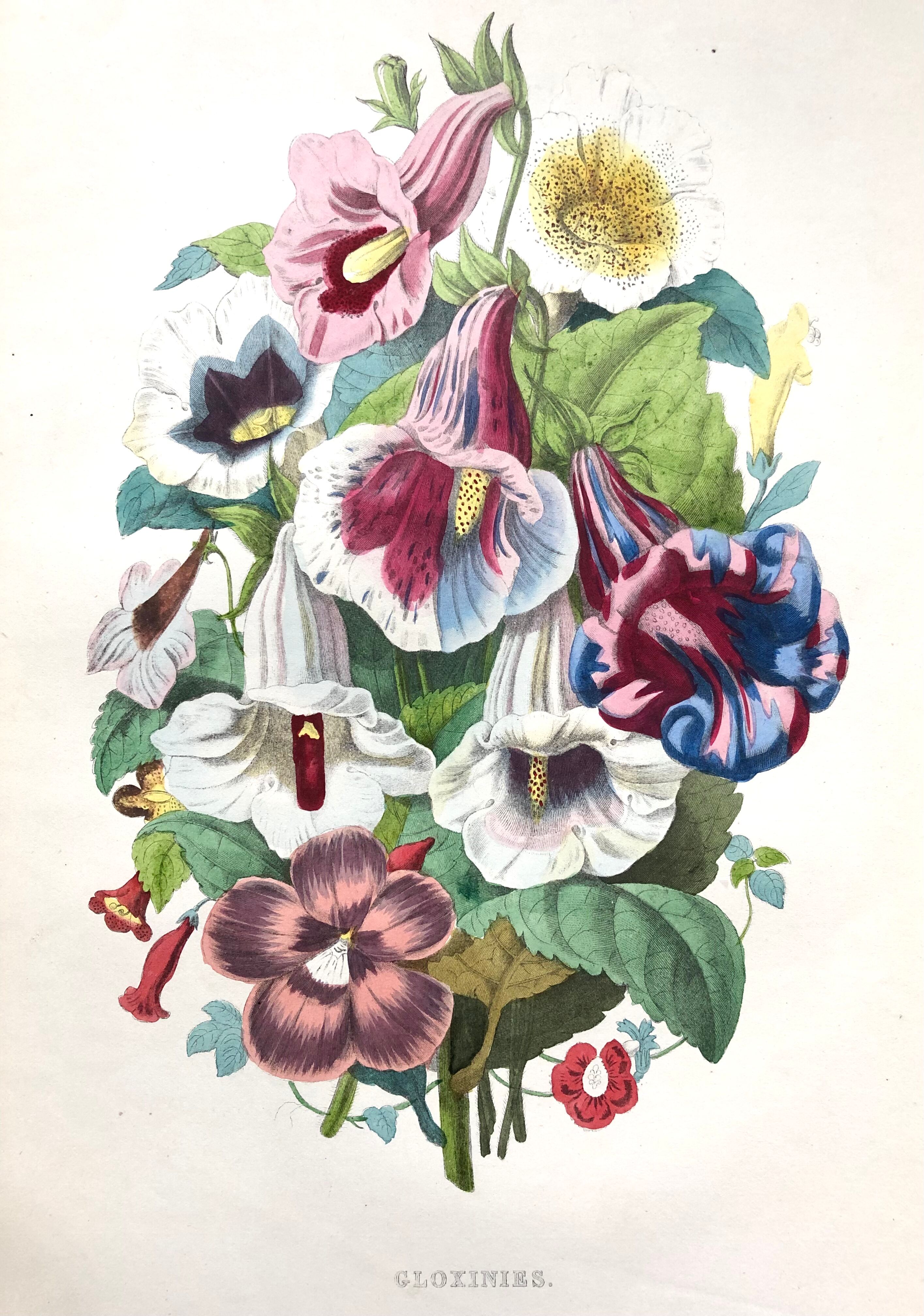 Affiche ancienne - Planche botanique de 1854