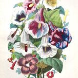 Affiche ancienne - Planche botanique de 1854