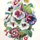 Affiche ancienne - Planche botanique de 1854
