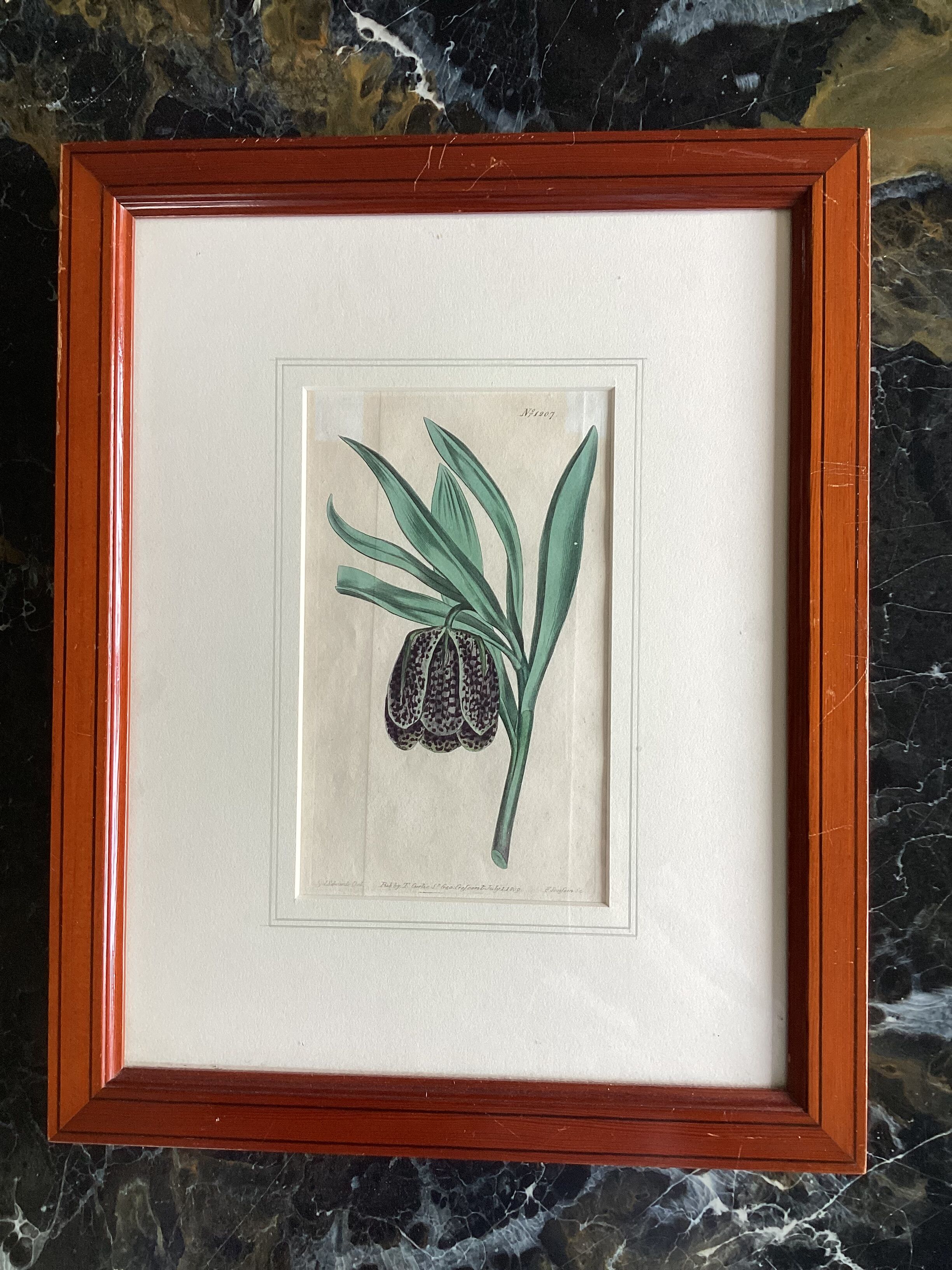 Old English botanical engraving numbered
