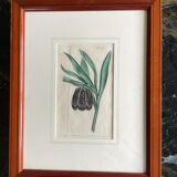 Old English botanical engraving numbered
