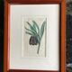 Old English botanical engraving numbered