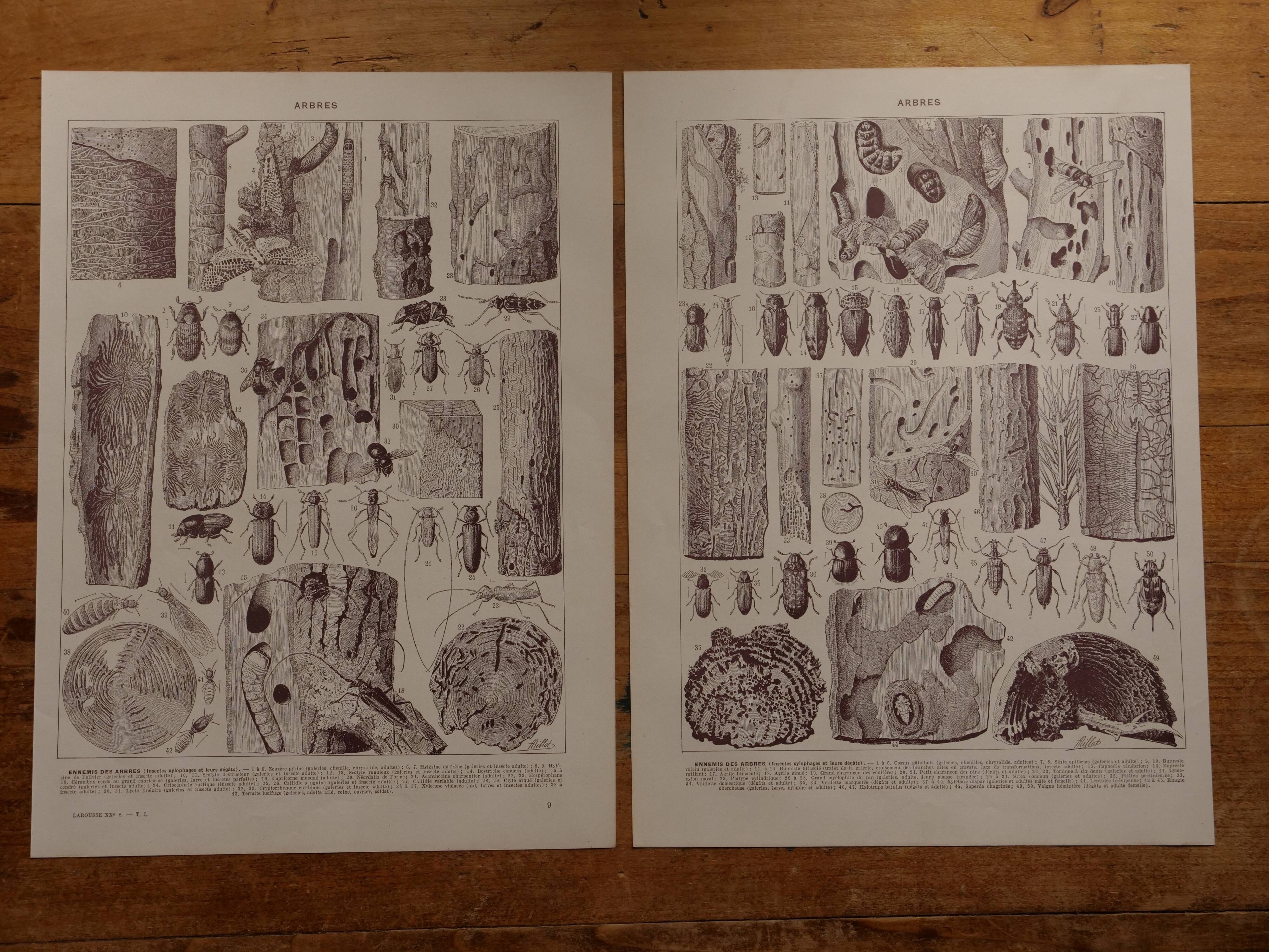 Original lithographs on trees