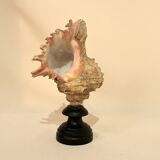 Old Murex conch shell on turned wooden base Napoleon III vintage cabinet of curiosities