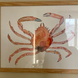 Sea spider