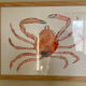 Sea spider