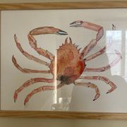 Araignée de mer