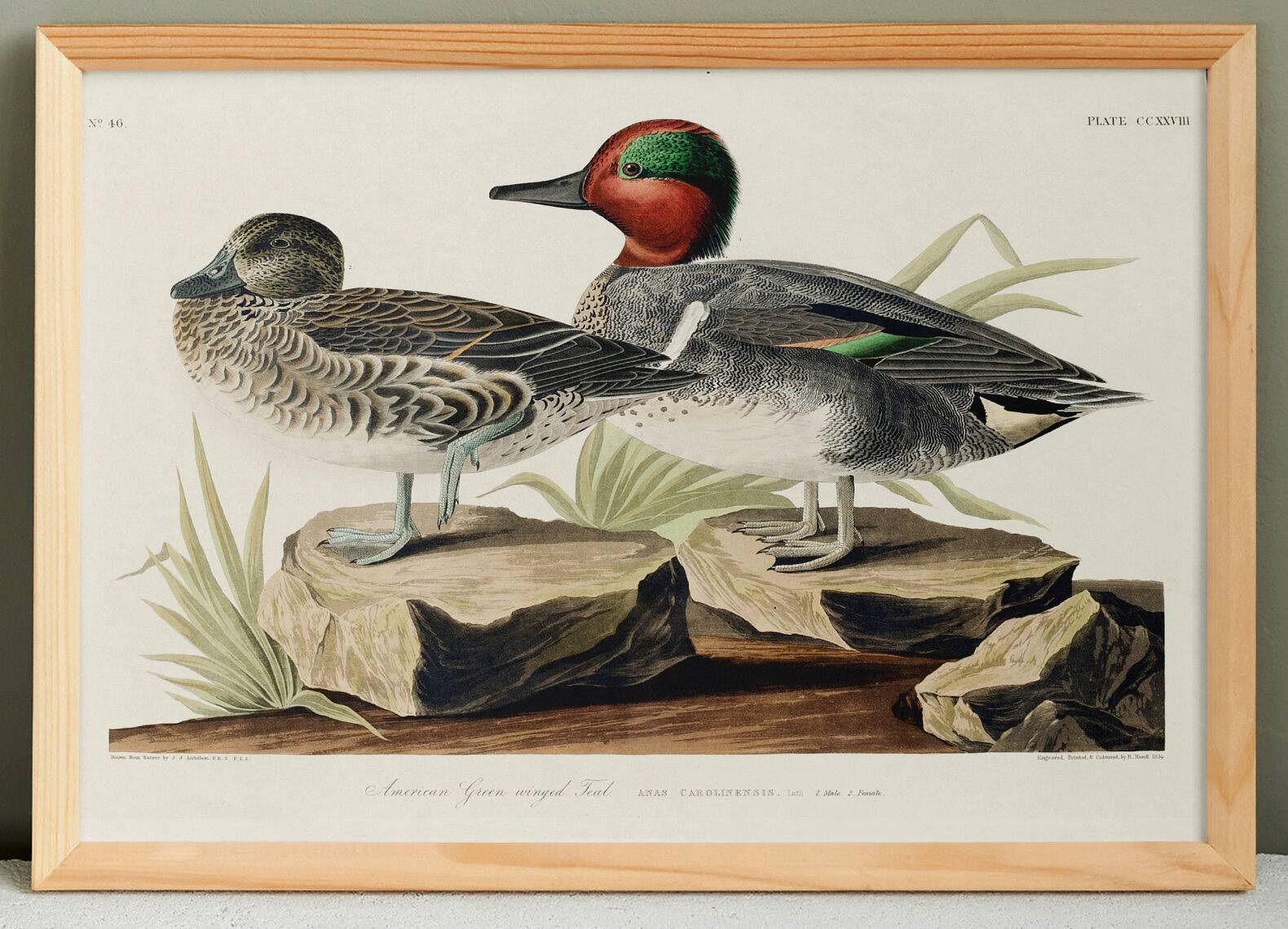 Poster of the Green-winged Teal, after an old engraving