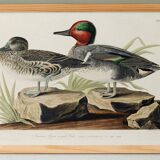 Poster of the Green-winged Teal, after an old engraving