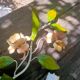 Romantic wall lamp in enamelled metal
