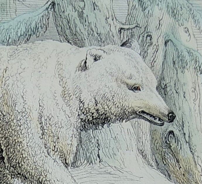 Original zoological illustration "Polar Bear & Beaver" - Buffon 1840
