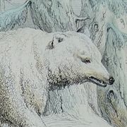 Planche zoologique originale " ours blanc & castor " - buffon 1840