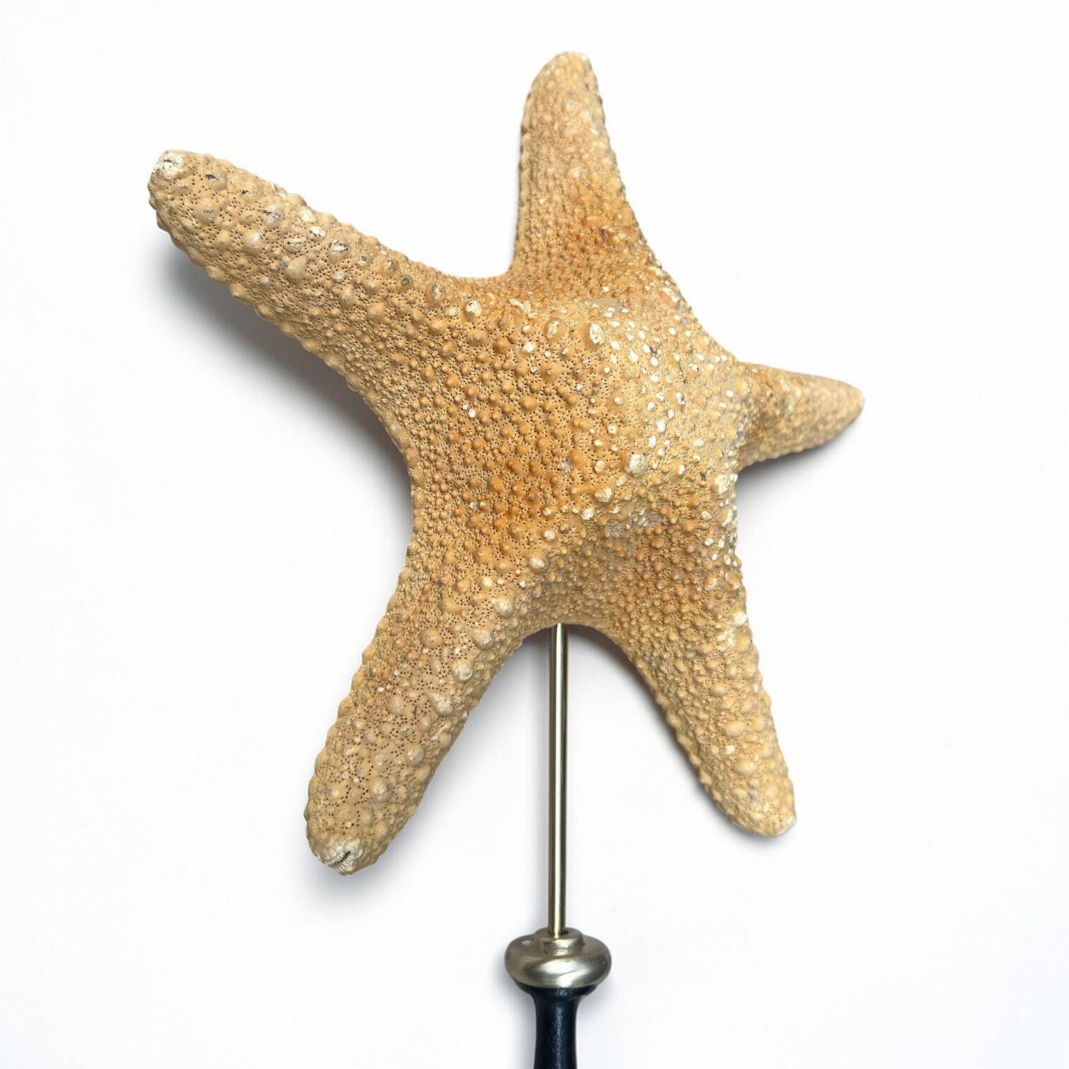 Starfish on turned wooden base, late 19th century - cabinet of curiosities