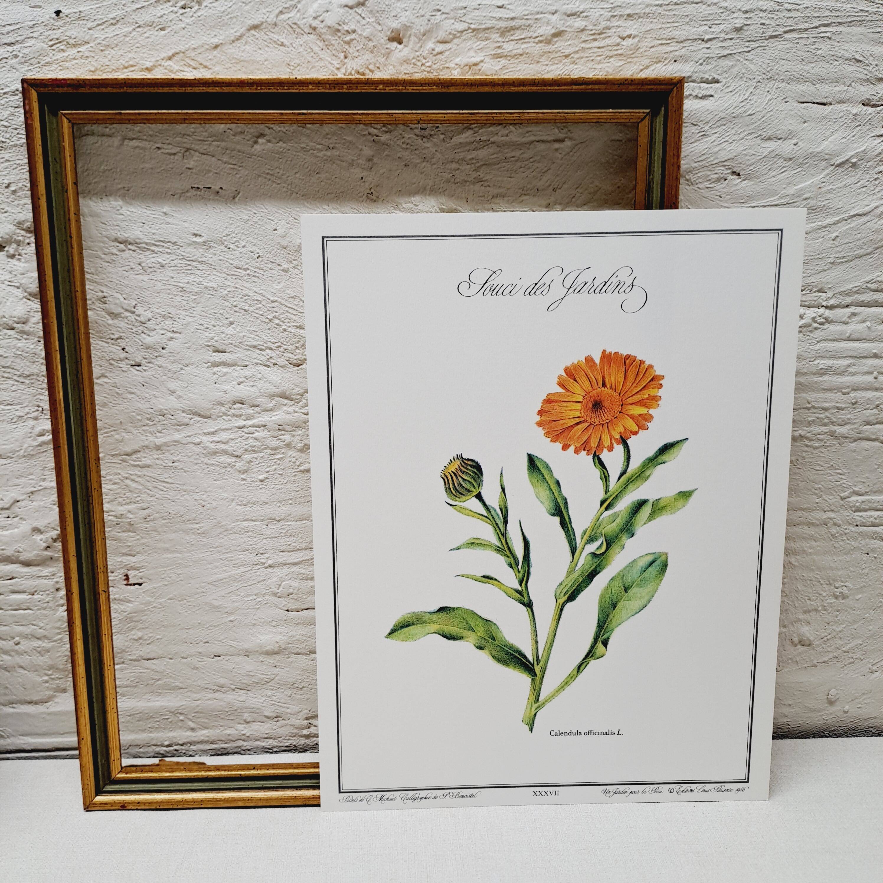 Botanical board Garden Marigold