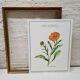 Botanical board Garden Marigold
