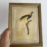 3 framed illustrations of birds of paradise