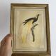 3 framed illustrations of birds of paradise