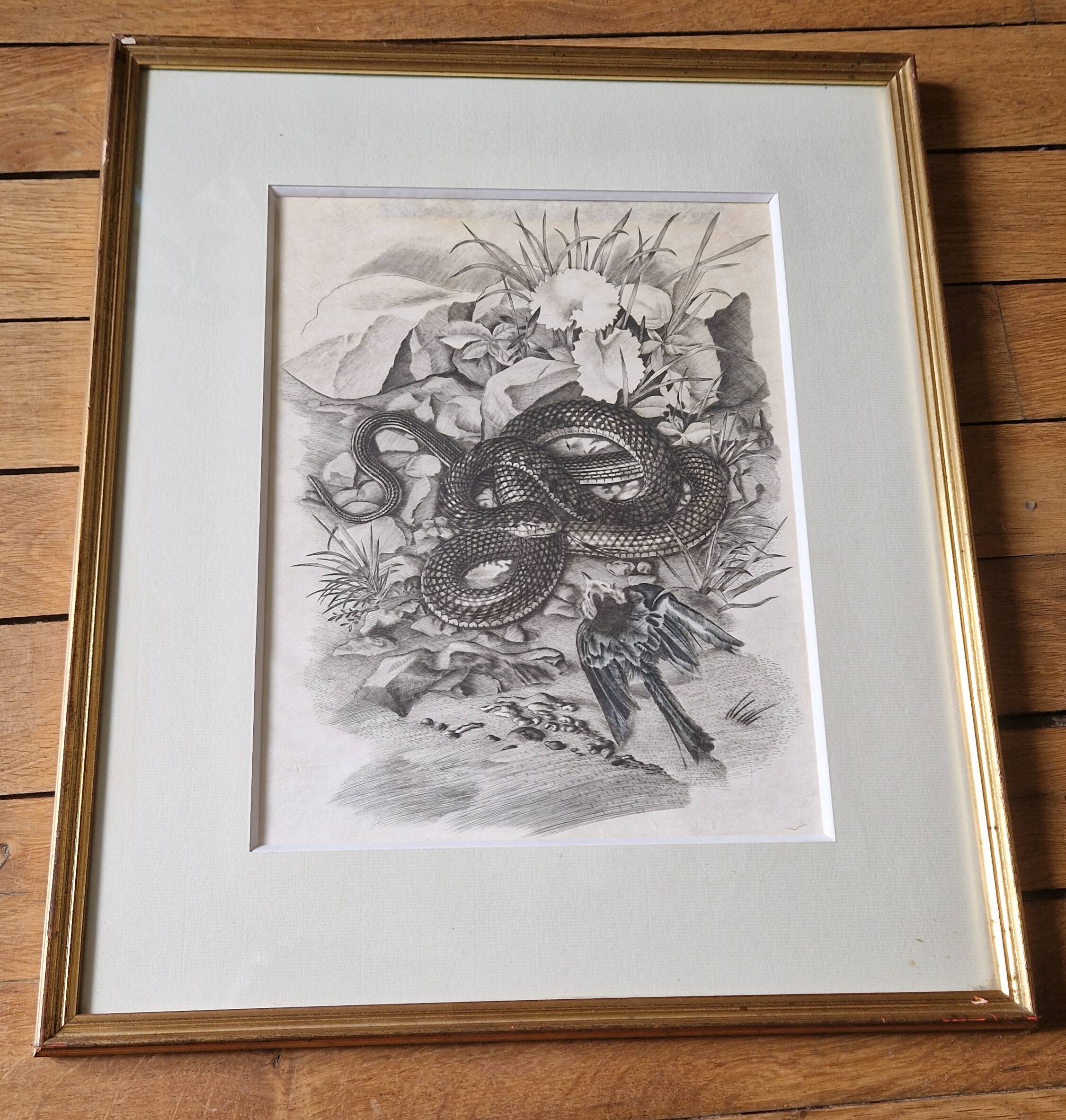 Original engraving / burin by JB Tavy Notton, "The blue tit", circa 1970