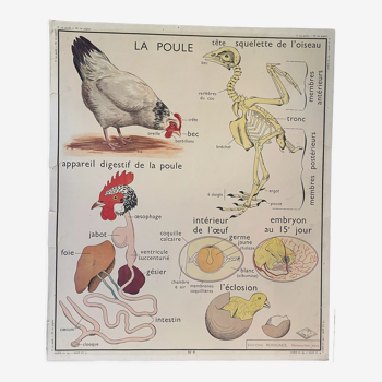Affiche scolaire La Poule et Le Pigeon Montmorillon Rossignol