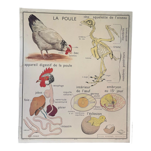 Affiche scolaire La Poule et Le