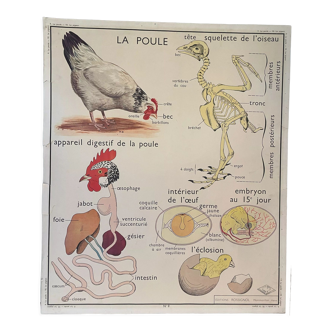 School poster La Poule et Le Pigeon Montmorillon Rossignol