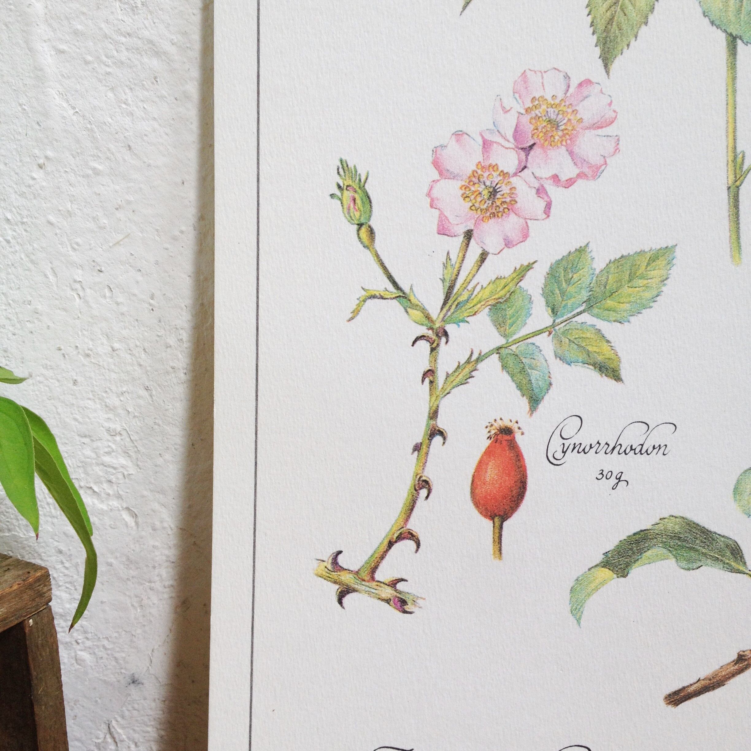 Botanical poster is a tisane