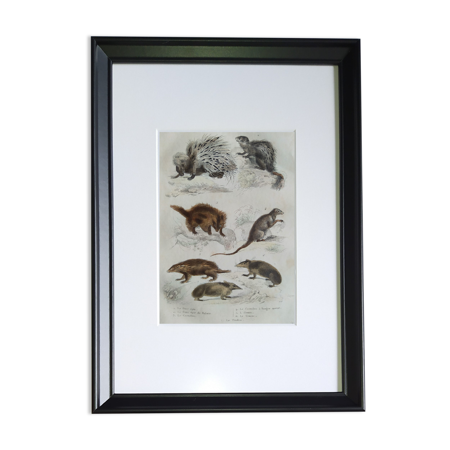 Original zoological plate "porcupine, Malaca porcupine, coendou,... - Buffon 1838