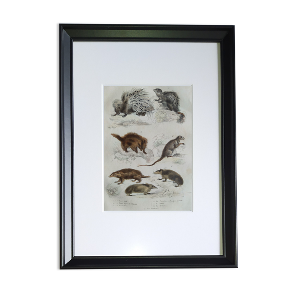 Planche zoologique originale '' porc-épic, porc-épic de malaca, coendou,... - buffon 1838 — Beyit