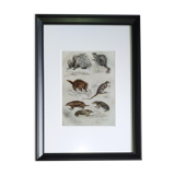 Original zoological plate " porcupine, porcupine of malaca, coendou,... - buffon 1838