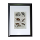 Original zoological plate "porcupine, Malaca porcupine, coendou,... - Buffon 1838