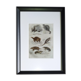 Planche zoologique originale " porc-épic, porc-épic de malaca, coendou,... - buffon 1838