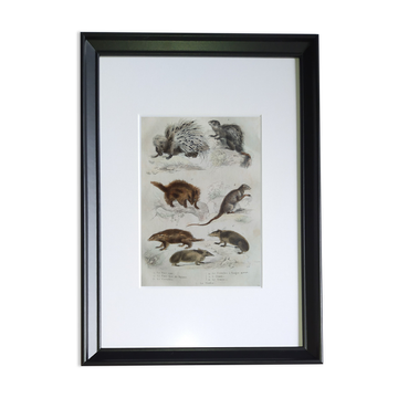 Original zoological plate "porcupine, Malaca porcupine, coendou,... - Buffon 1838