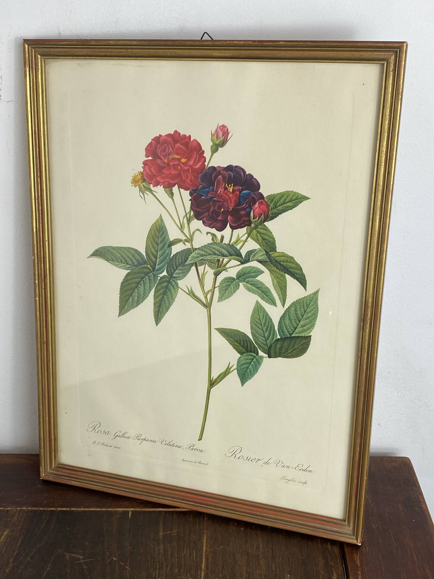 Botanical poster, Rose of Van Eden, P-J Redouté