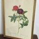 Botanical poster, Rose of Van Eden, P-J Redouté