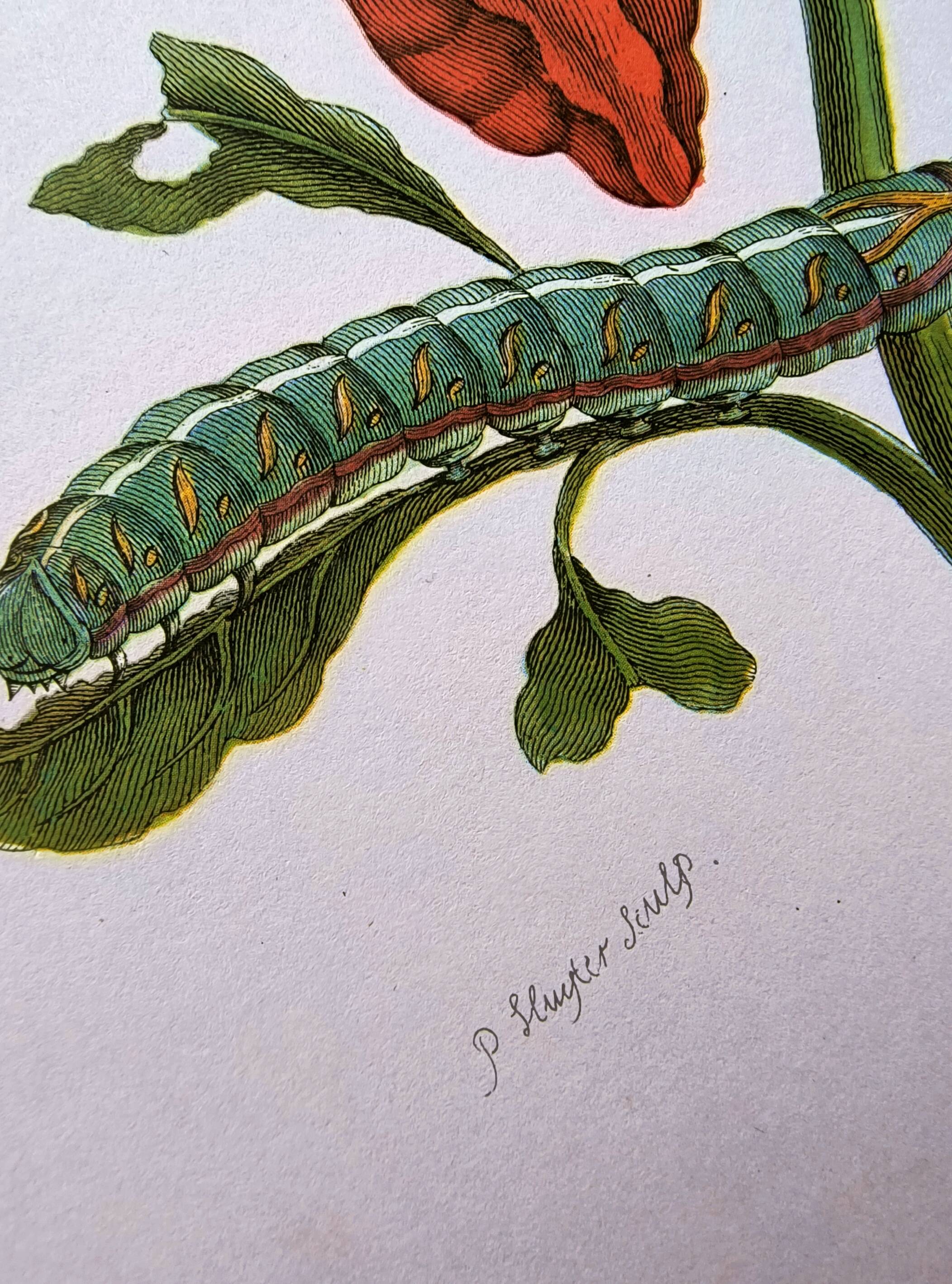 Botanical plate by Merian - Suriname pepper and hawk moth - illustration