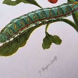 Botanical plate by Merian - Suriname pepper and hawk moth - illustration