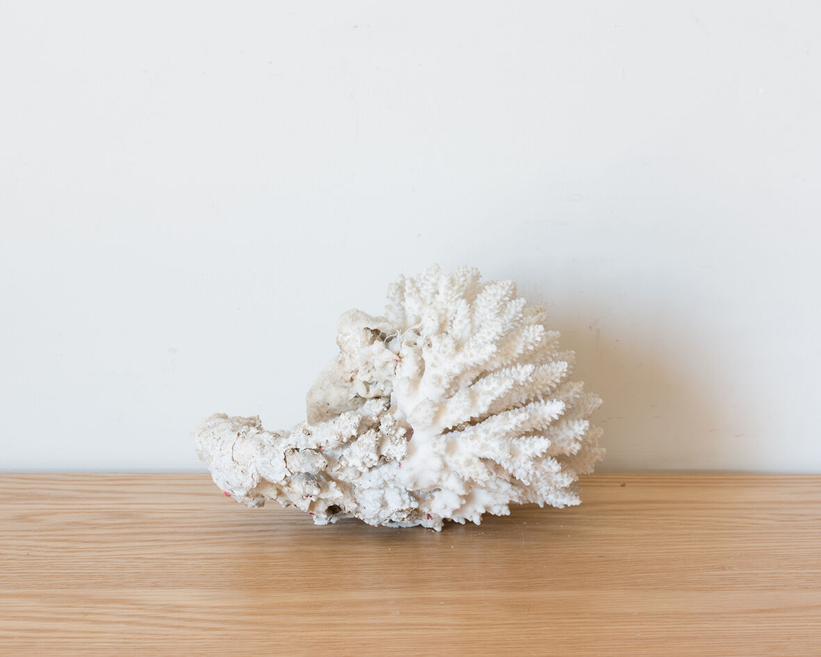 Ancient white coral