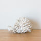 Corail blanc ancien