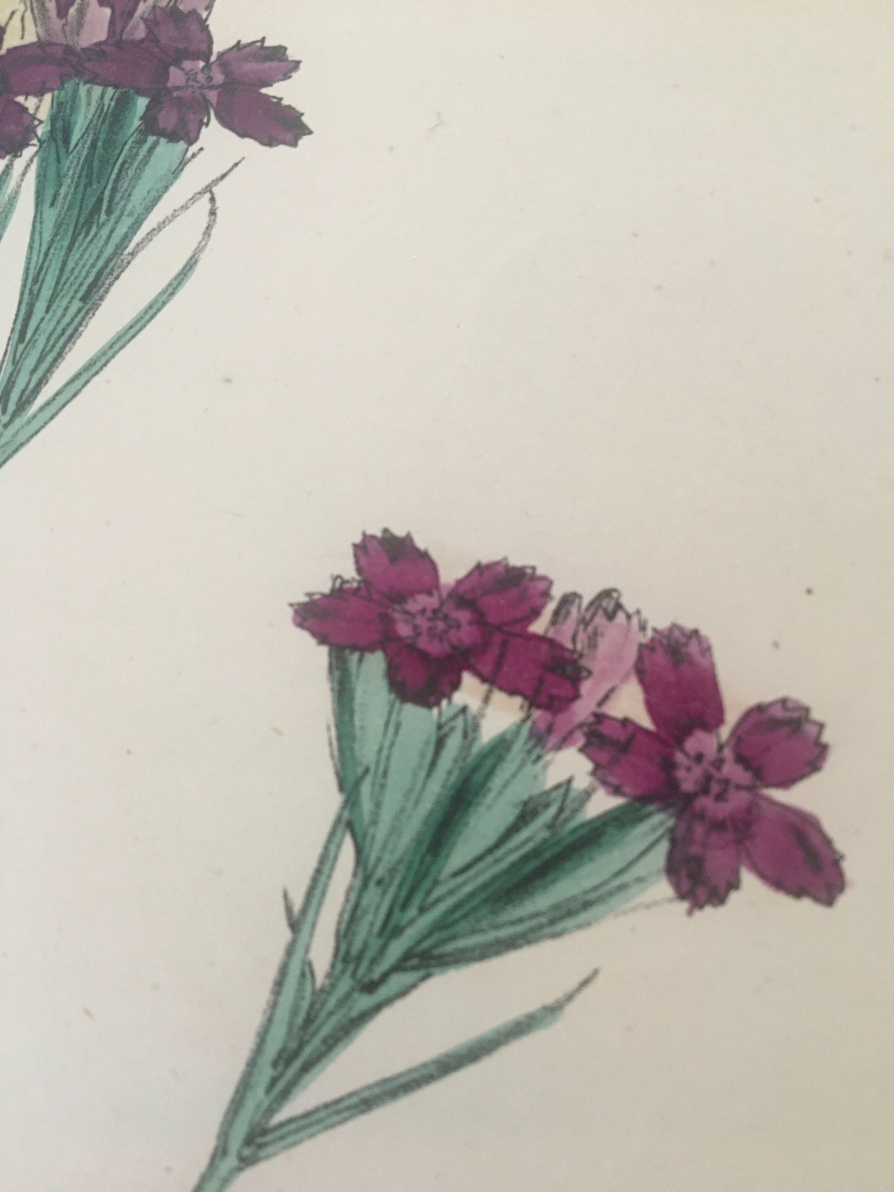 English botanical boards 1878 edition