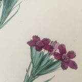 English botanical boards 1878 edition