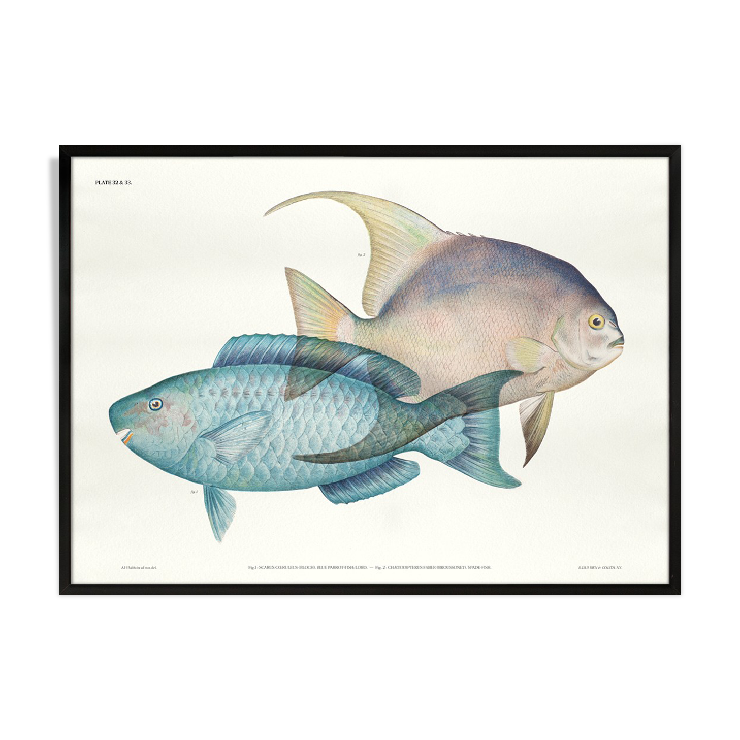 Lithography illustration animal fish