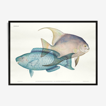 Lithographie illustration poisson animal