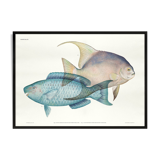 Lithographie illustration poisson animal