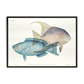 Lithographie illustration poisson animal