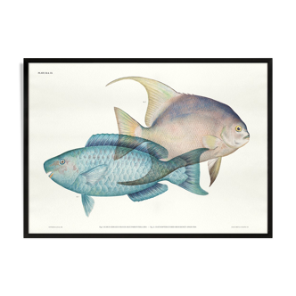 Lithographie illustration poisson animal