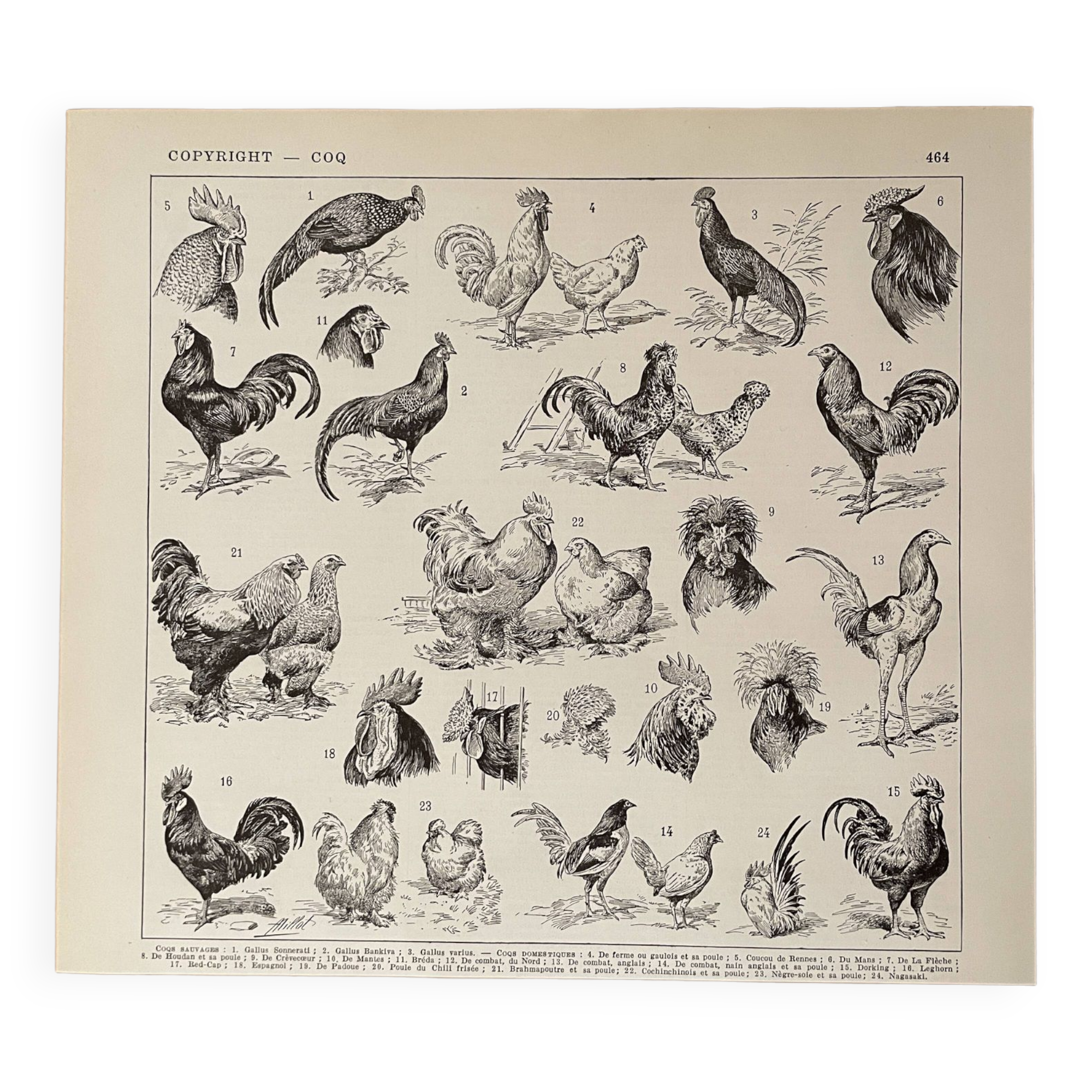 Lithograph on the rooster - 1930