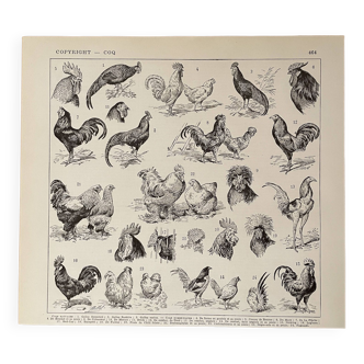 Lithographie sur le coq - 1930