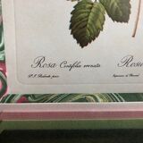 Old lithography botanical plate rose hundred sheets & golden frame vintage