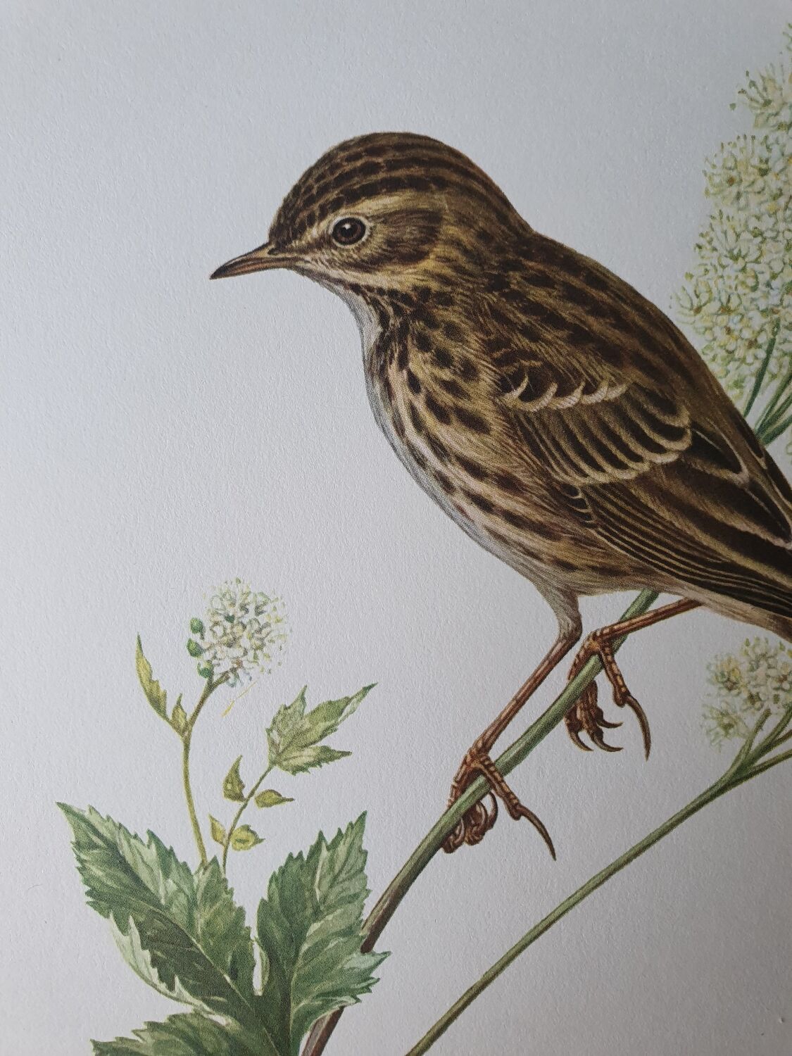 Wacky pipit bird board