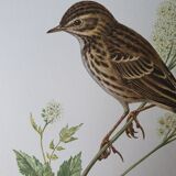 Wacky pipit bird board